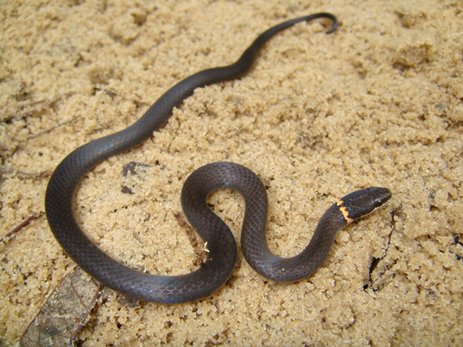 ringneck snake