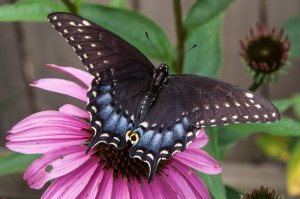 Tiger Swallowtail-female-black phase - Copy