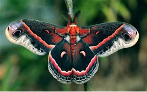 cecropia-moth-imgkid-com