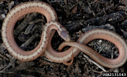 dekay-or-brown-snake