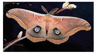polyphemus-moth-imgkid-com