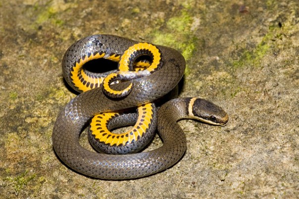 ring-neck-snake