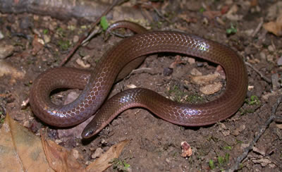 worm snake #1