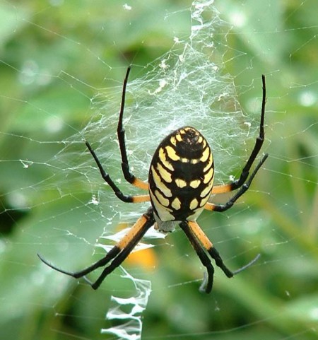 golden-garden-spider