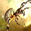 Orb Web Spider - Nephilengys malabarensis